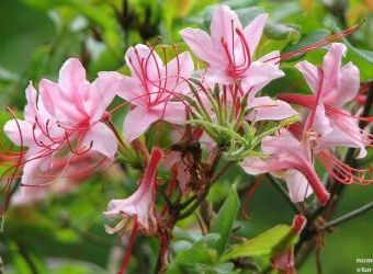 Daily Flower