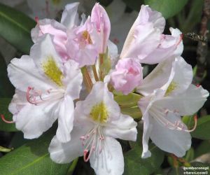 Daily Flower